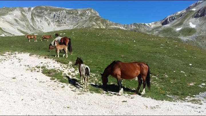 Il Narciso Appartamenti Assergi Buitenkant foto